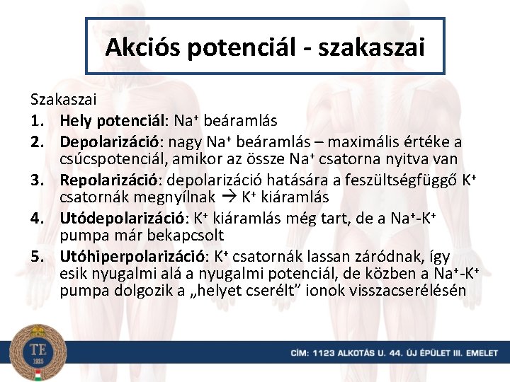 Akciós potenciál - szakaszai Szakaszai 1. Hely potenciál: Na+ beáramlás 2. Depolarizáció: nagy Na+