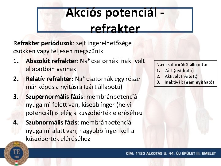 Akciós potenciál refrakter Refrakter periódusok: sejt ingerelhetősége csökken vagy teljesen megszűnik 1. Abszolút refrakter: