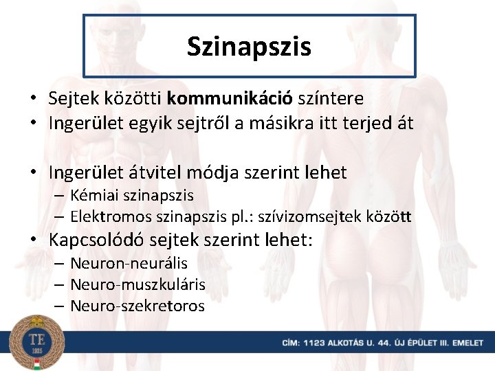 Szinapszis • Sejtek közötti kommunikáció színtere • Ingerület egyik sejtről a másikra itt terjed