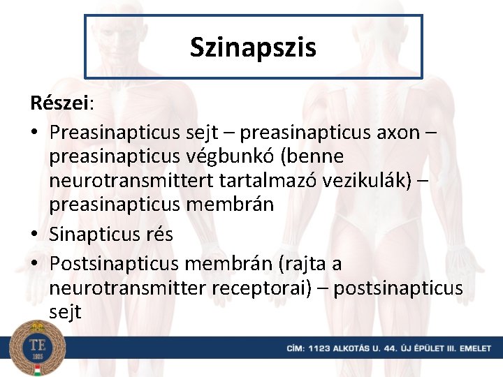 Szinapszis Részei: • Preasinapticus sejt – preasinapticus axon – preasinapticus végbunkó (benne neurotransmittert tartalmazó