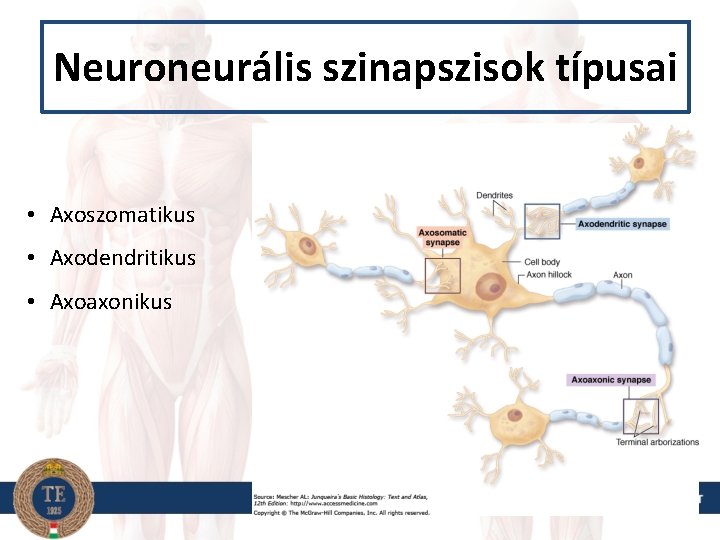 Neuroneurális szinapszisok típusai • Axoszomatikus • Axodendritikus • Axoaxonikus 