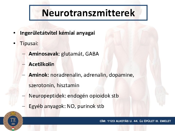 Neurotranszmitterek • Ingerületátvitel kémiai anyagai • Típusai: – Aminosavak: glutamát, GABA – Acetilkolin –