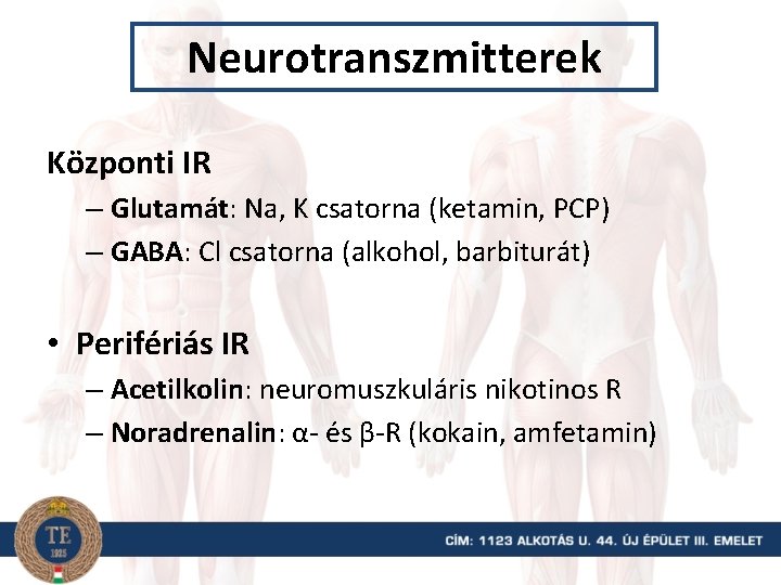 Neurotranszmitterek Központi IR – Glutamát: Na, K csatorna (ketamin, PCP) – GABA: Cl csatorna