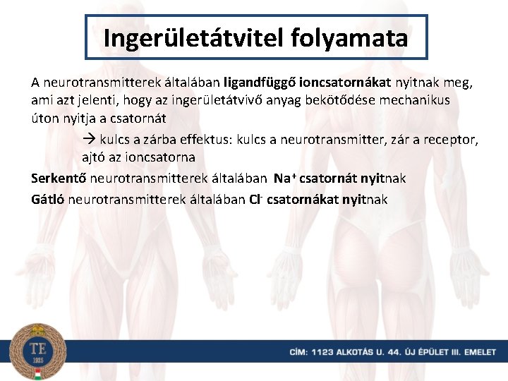 Ingerületátvitel folyamata A neurotransmitterek általában ligandfüggő ioncsatornákat nyitnak meg, ami azt jelenti, hogy az