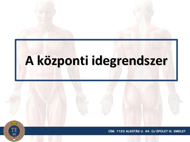 A központi idegrendszer 