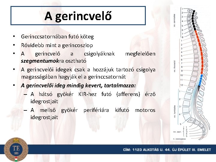 A gerincvelő • Gerinccsatornában futó köteg • Rövidebb mint a gerincoszlop • A gerincvelő