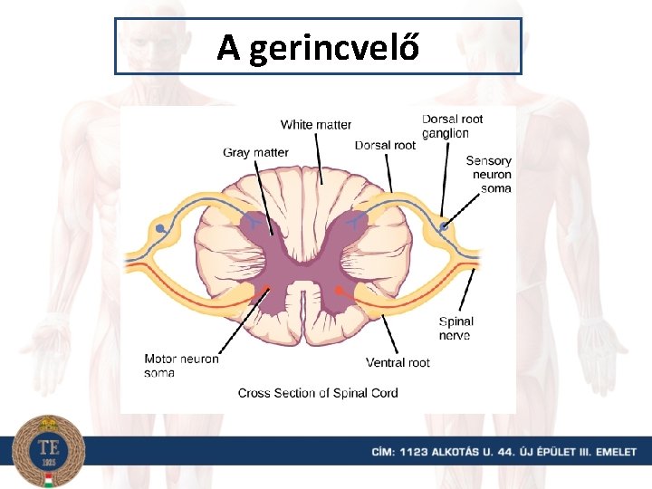 A gerincvelő 