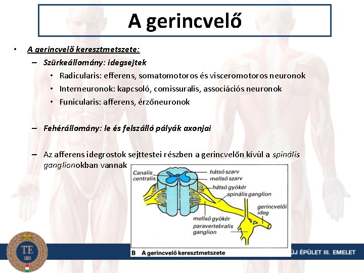 A gerincvelő • A gerincvelő keresztmetszete: – Szürkeállomány: idegsejtek • Radicularis: efferens, somatomotoros és