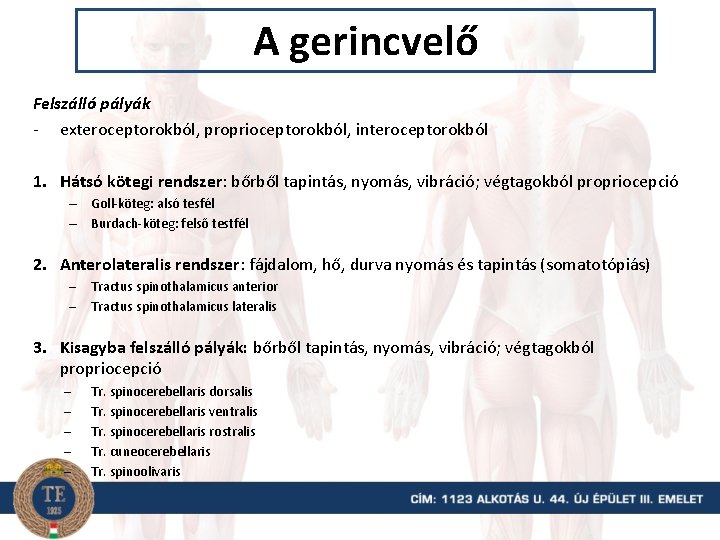 A gerincvelő Felszálló pályák - exteroceptorokból, proprioceptorokból, interoceptorokból 1. Hátsó kötegi rendszer: bőrből tapintás,