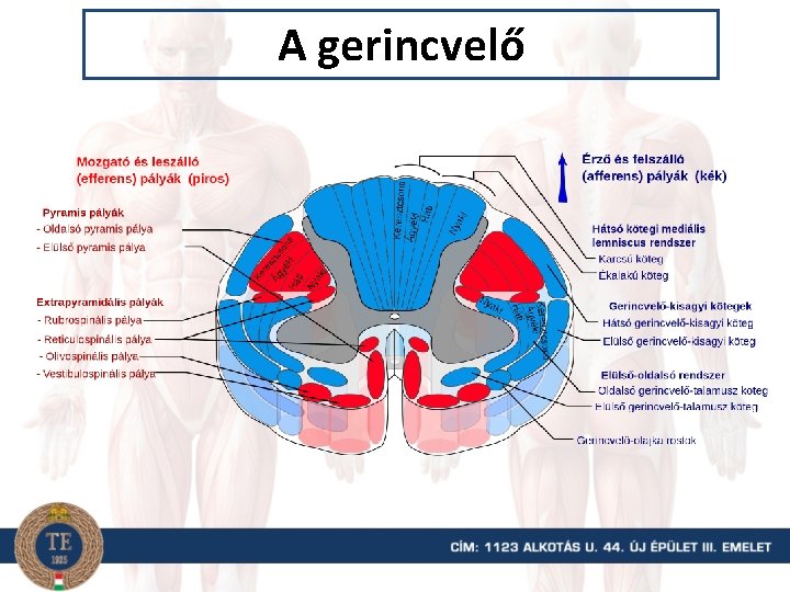 A gerincvelő 