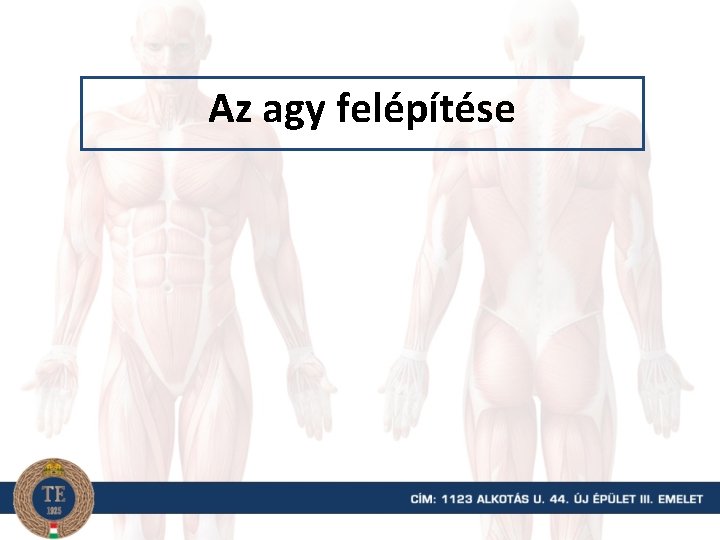 Az agy felépítése 