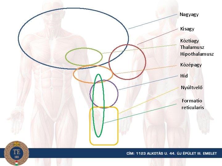 Nagyagy Kisagy Köztiagy Thalamusz Hipothalamusz Középagy Híd Nyúltvelő Formatio reticularis 