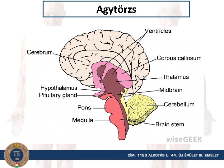 Agytörzs 