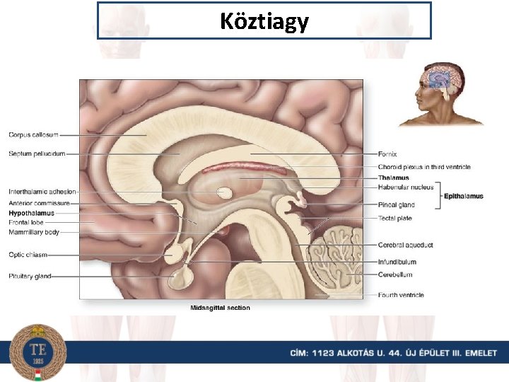 Köztiagy 