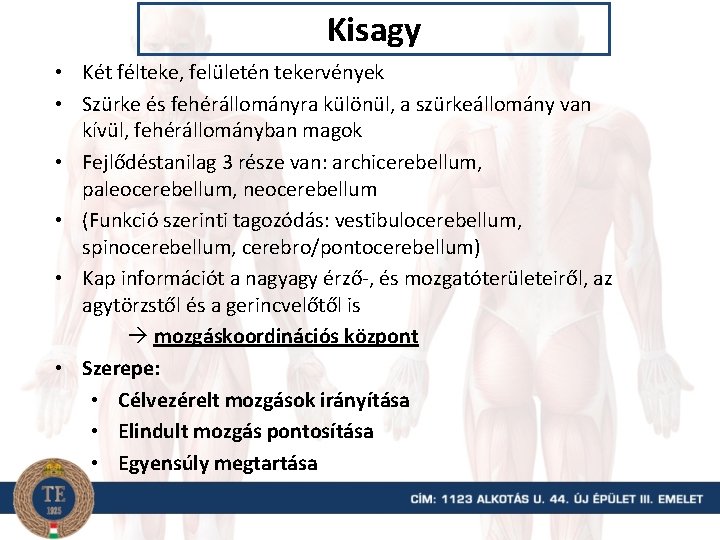 Kisagy • Két félteke, felületén tekervények • Szürke és fehérállományra különül, a szürkeállomány van