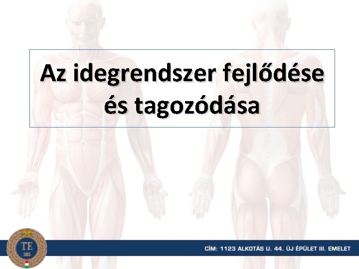 Az idegrendszer fejlődése és tagozódása 