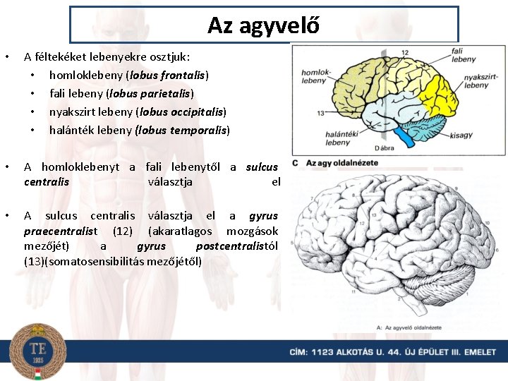 Az agyvelő • A féltekéket lebenyekre osztjuk: • homloklebeny (lobus frontalis) • fali lebeny