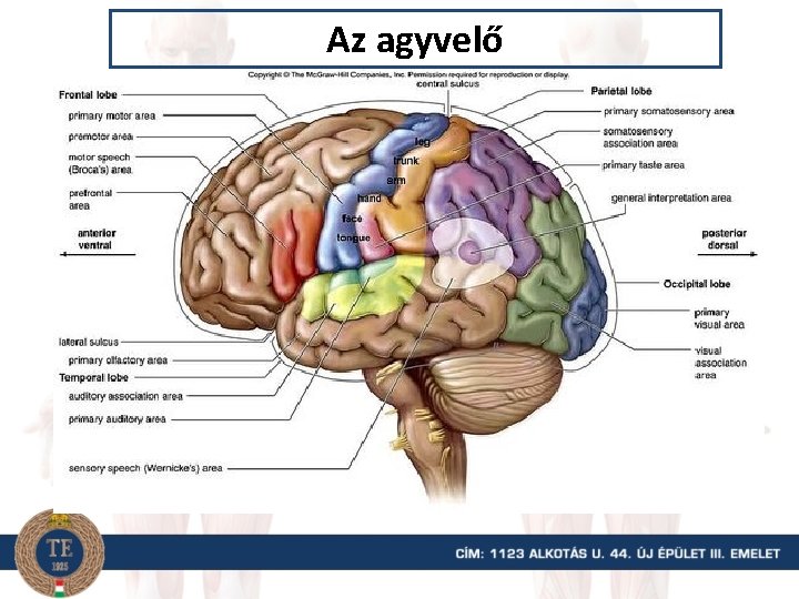 Az agyvelő 