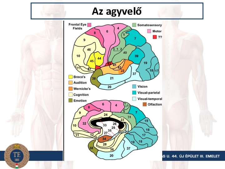 Az agyvelő 