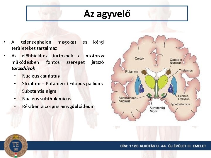 Az agyvelő • • A telencephalon magokat és kérgi területeket tartalmaz Az előbbiekhez tartoznak