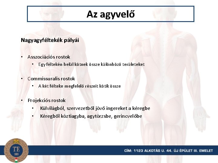 Az agyvelő Nagyagyféltekék pályái • Asszociációs rostok • Egy féltekén belül kötnek össze különböző