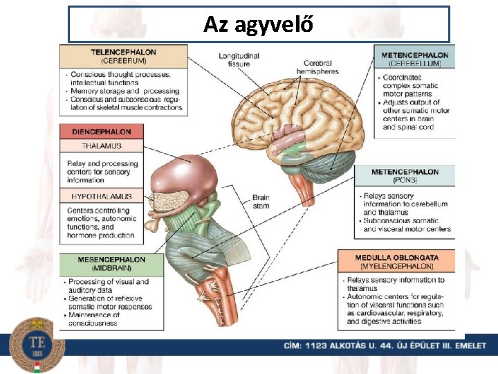 Az agyvelő 