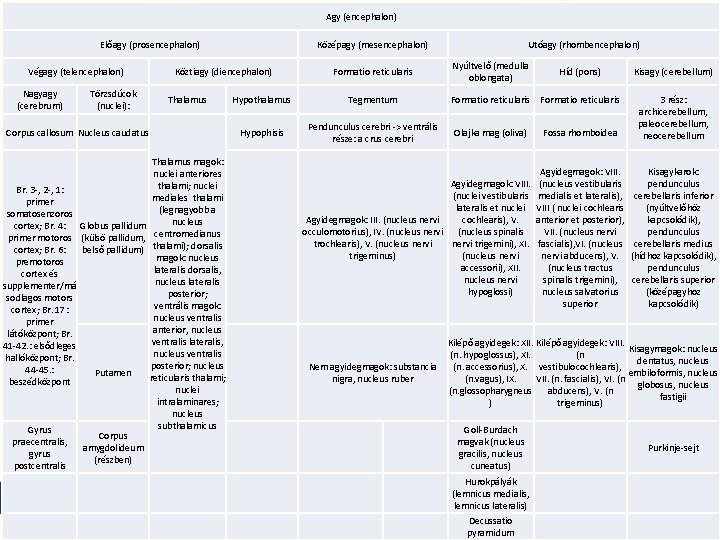 Agy (encephalon) Előagy (prosencephalon) Végagy (telencephalon) Nagyagy (cerebrum) Törzsdúcok (nuclei): Középagy (mesencephalon) Köztiagy (diencephalon)