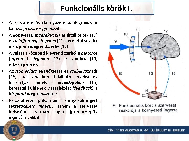 Funkcionális körök I. • • • A szervezetet és a környezetet az idegrendszer kapcsolja