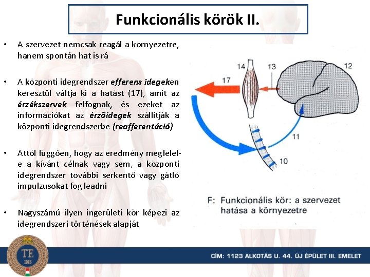 Funkcionális körök II. • A szervezet nemcsak reagál a környezetre, hanem spontán hat is