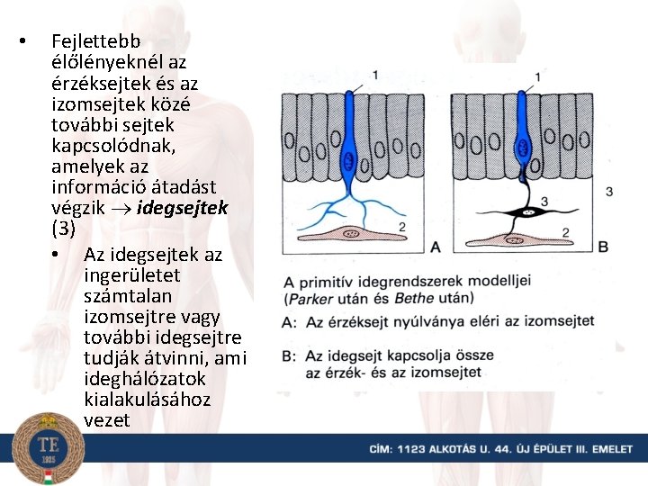  • Fejlettebb élőlényeknél az érzéksejtek és az izomsejtek közé további sejtek kapcsolódnak, amelyek