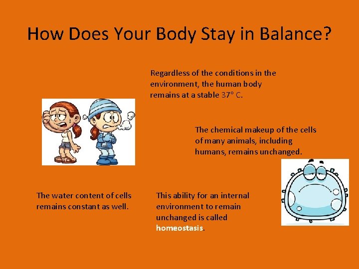How Does Your Body Stay in Balance? Regardless of the conditions in the environment,