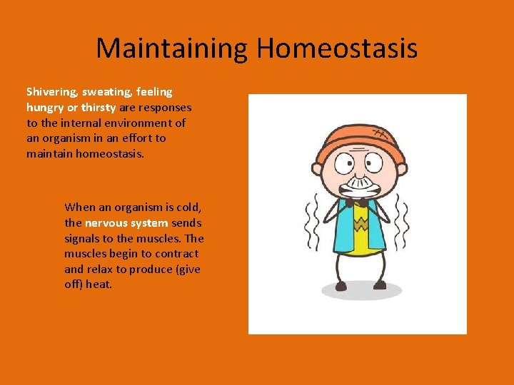 Maintaining Homeostasis Shivering, sweating, feeling hungry or thirsty are responses to the internal environment
