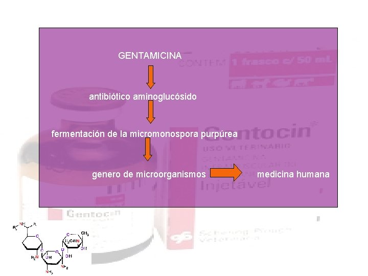 GENTAMICINA antibiótico aminoglucósido fermentación de la micromonospora purpúrea genero de microorganismos medicina humana 