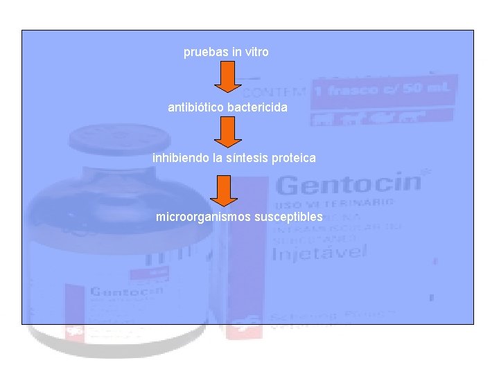 pruebas in vitro antibiótico bactericida inhibiendo la síntesis proteica microorganismos susceptibles 