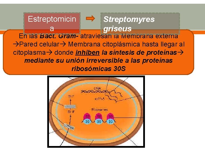 Estreptomicin a Streptomyres griseus En las Bact. Gram- atraviesan la Membrana externa Pared celular