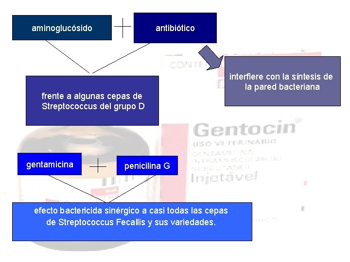 aminoglucósido antibiótico frente a algunas cepas de Streptococcus del grupo D gentamicina penicilina G