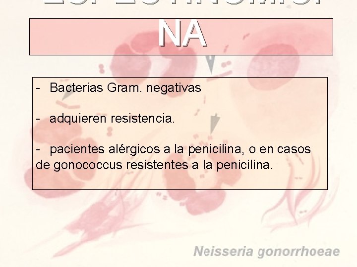 ESPECTINOMICI NA - Bacterias Gram. negativas - adquieren resistencia. - pacientes alérgicos a la