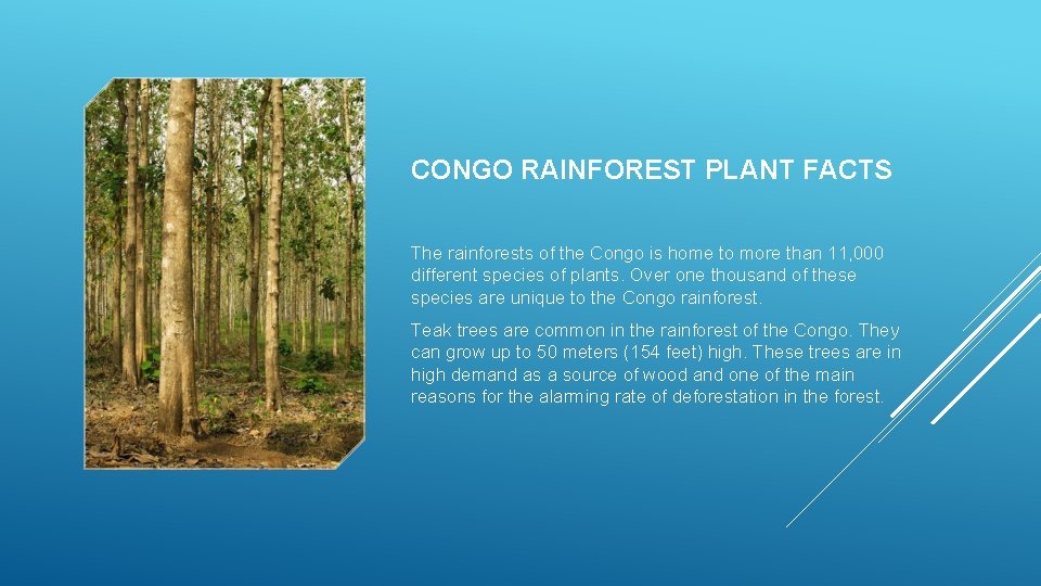 CONGO RAINFOREST PLANT FACTS The rainforests of the Congo is home to more than