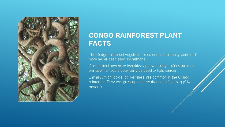 CONGO RAINFOREST PLANT FACTS The Congo rainforest vegetation is so dense that many parts
