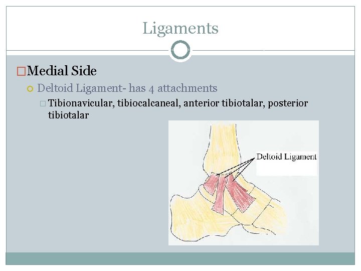 Ligaments �Medial Side Deltoid Ligament- has 4 attachments � Tibionavicular, tibiotalar tibiocalcaneal, anterior tibiotalar,