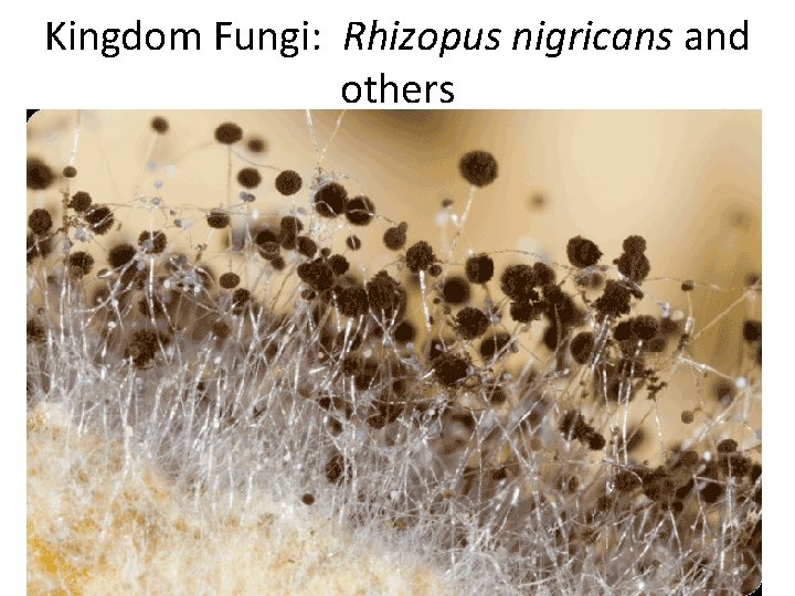 Kingdom Fungi: Rhizopus nigricans and others 