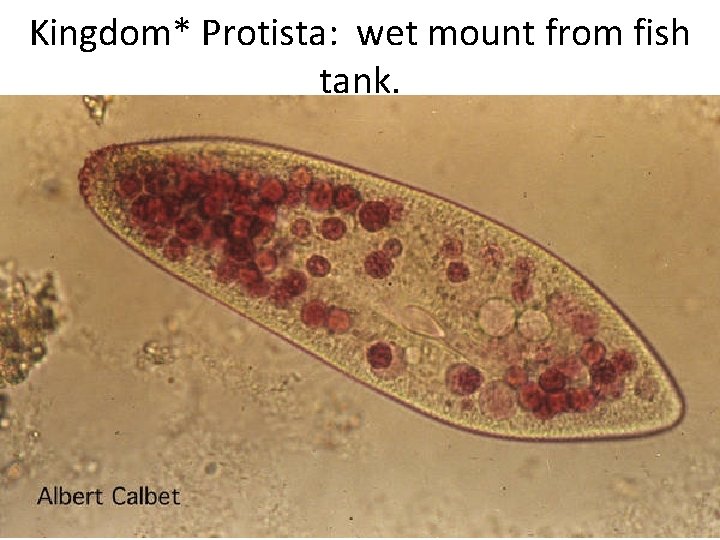 Kingdom* Protista: wet mount from fish tank. 