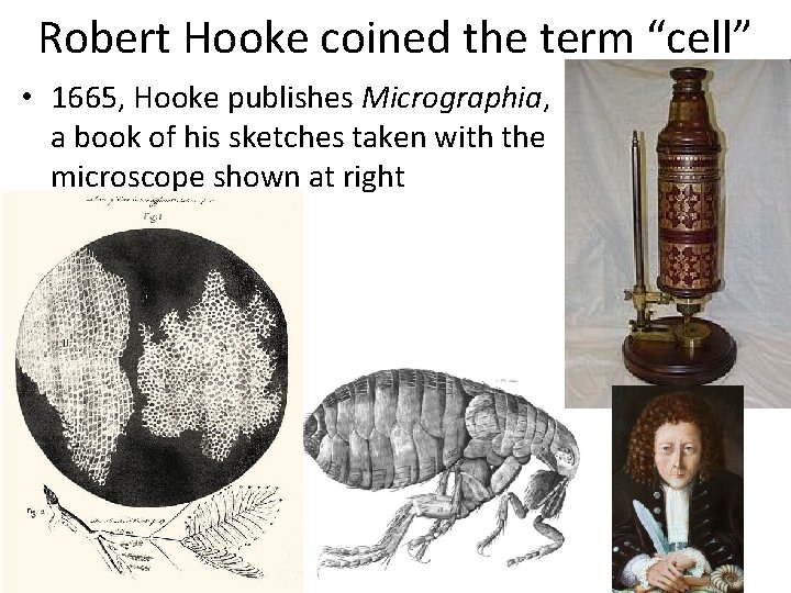 Robert Hooke coined the term “cell” • 1665, Hooke publishes Micrographia, a book of