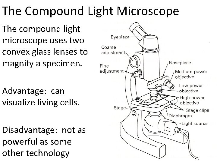 The Compound Light Microscope The compound light microscope uses two convex glass lenses to