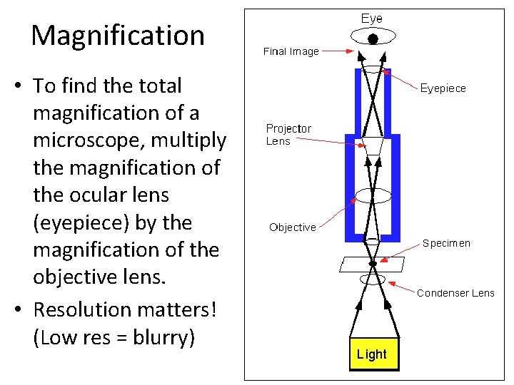 DO NOW 919 Microscope Lab OBJECTIVES 1 Identify