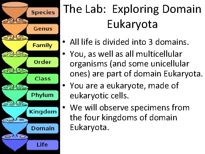 The Lab: Exploring Domain Eukaryota • All life is divided into 3 domains. •