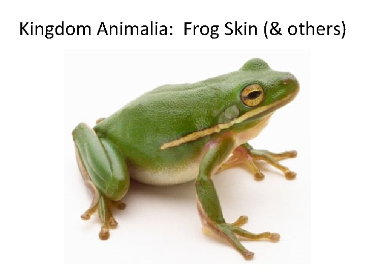 Kingdom Animalia: Frog Skin (& others) 