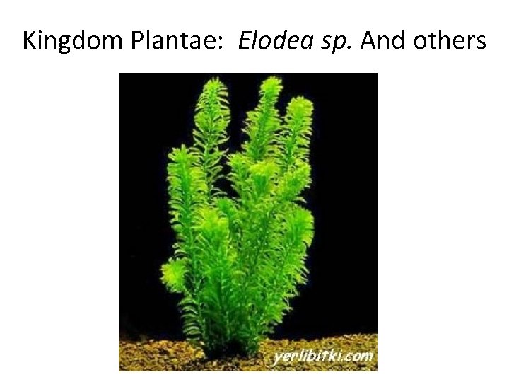Kingdom Plantae: Elodea sp. And others 