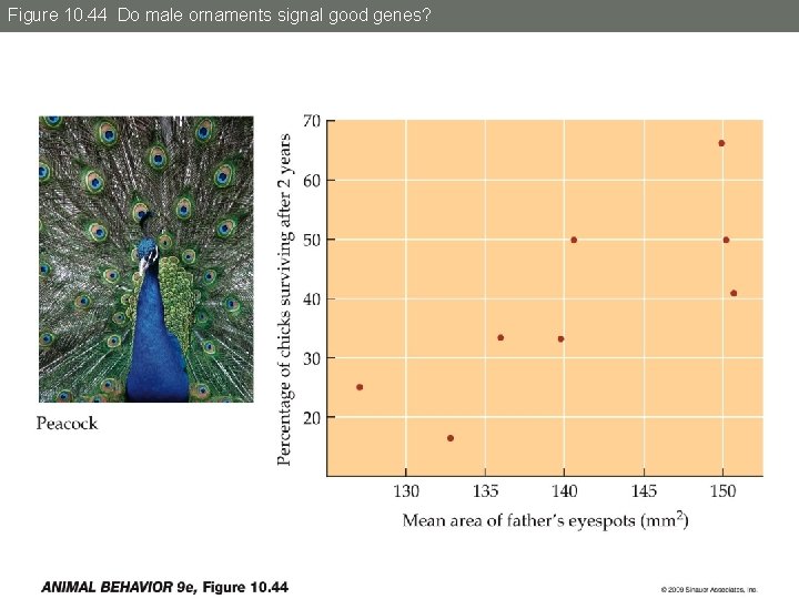 Figure 10. 44 Do male ornaments signal good genes? 