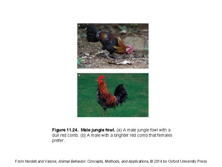 Figure 11. 24. Male jungle fowl. (a) A male jungle fowl with a dull
